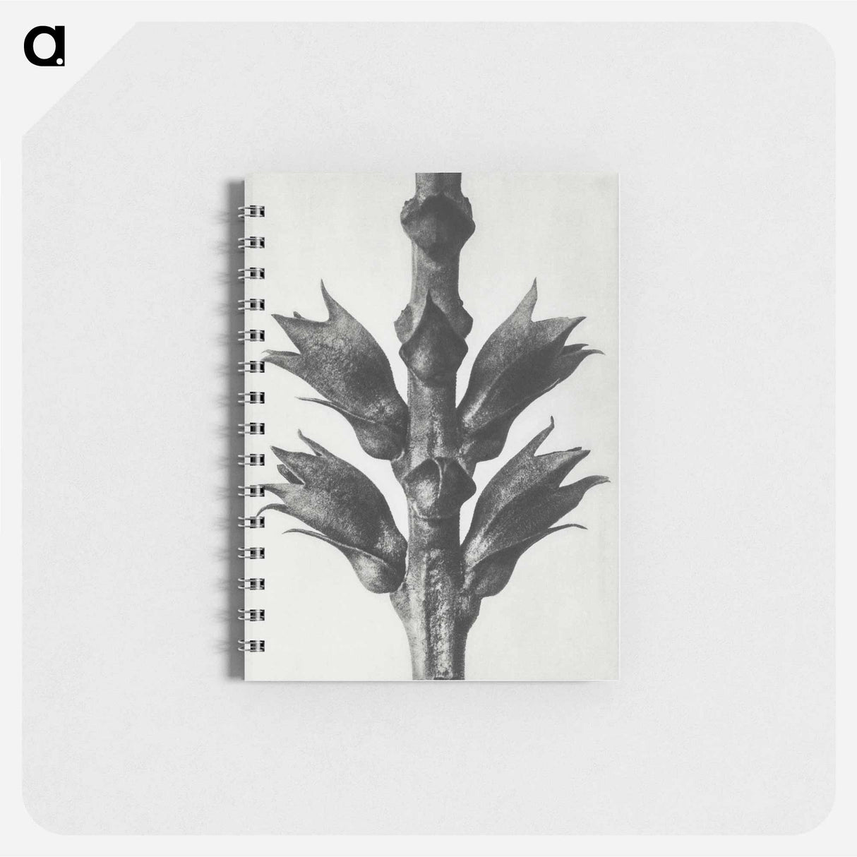 Physostegia Virginiana (Virginian False Dragon–head) - カール ブロスフェルト Memo.