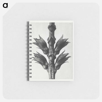 Physostegia Virginiana (Virginian False Dragon–head) - カール ブロスフェルト Memo.