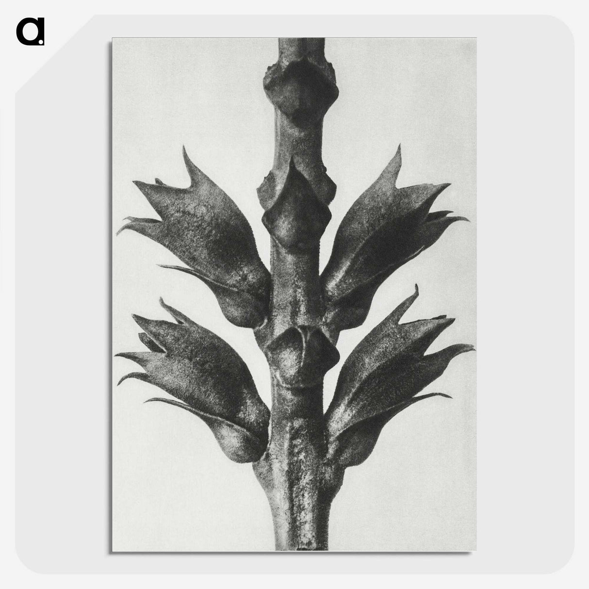 1-94_Karl-Blossfeldt_picture-crop
