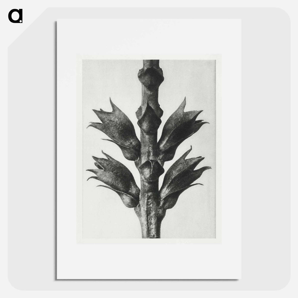 Physostegia Virginiana (Virginian False Dragon–head) - Karl Blossfeldt Poster.