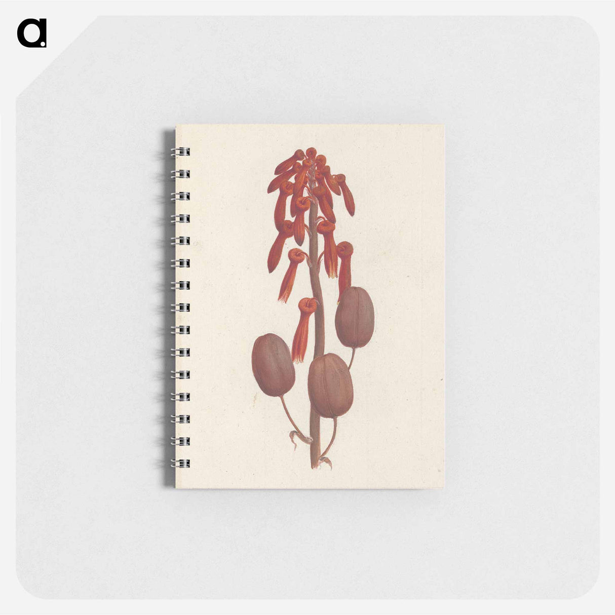 Aloe macrocarpa
- ルイージ バルガーニ Memo.