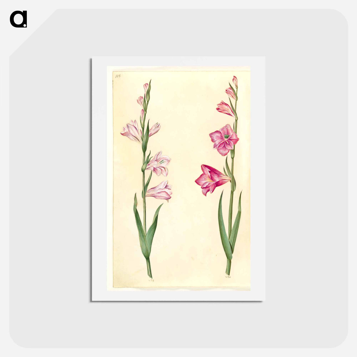アートポストカード-Gladiolus communis
- マリア ジビーラ メーリアン Postcard.