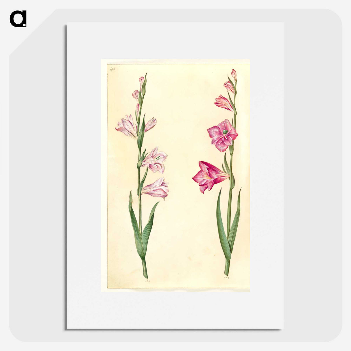 1-94_Maria-Sibylla-Merian_picture