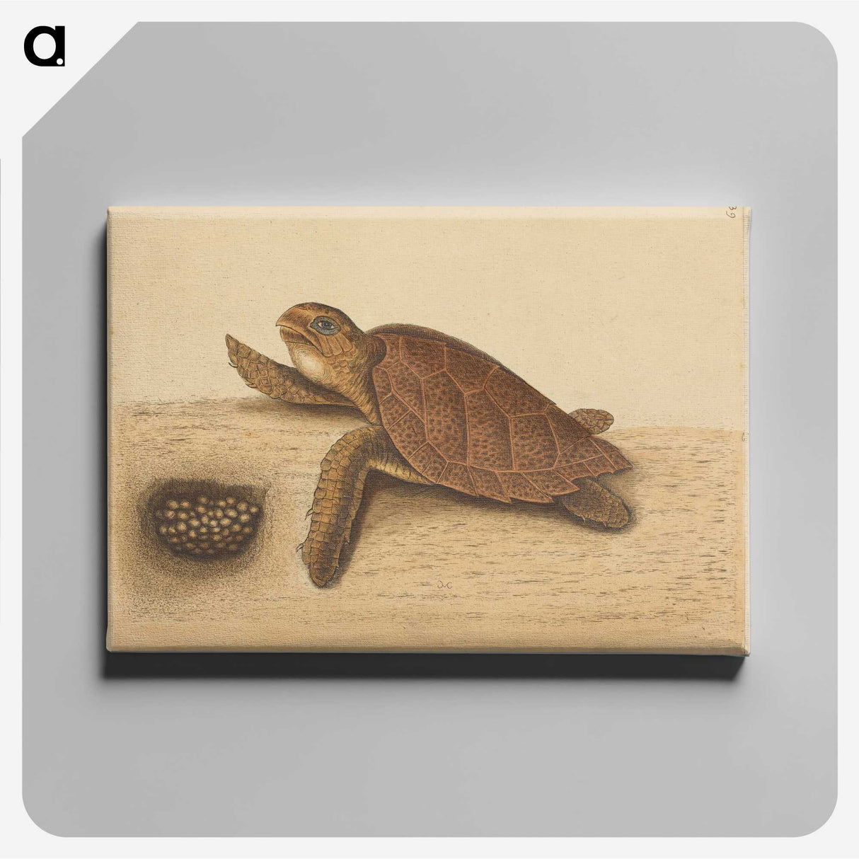 1-94_Mark-Catesby_canvas