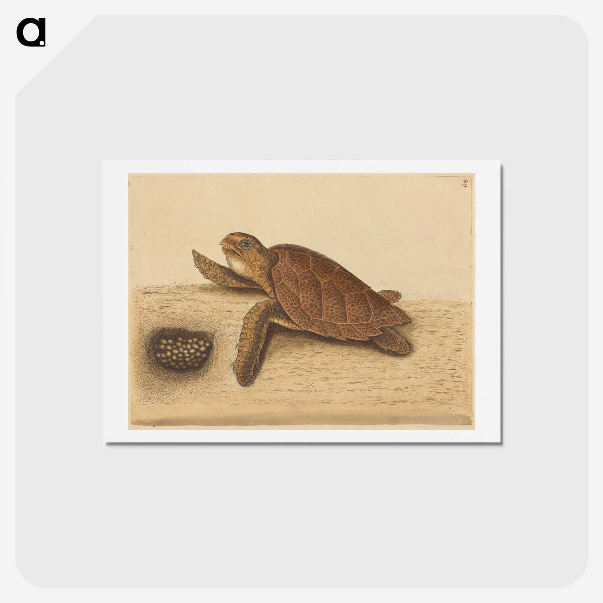1-94_Mark-Catesby_hagaki