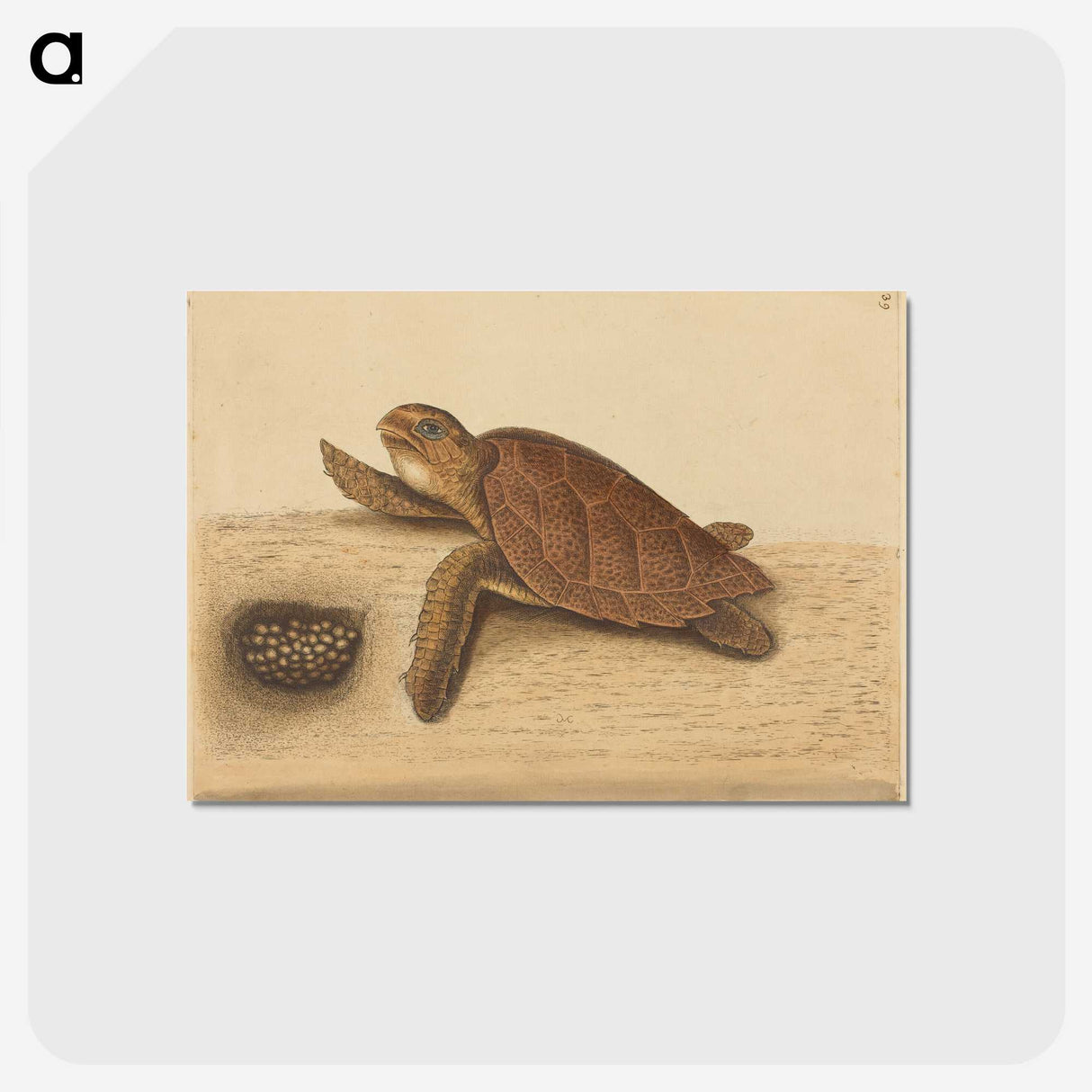 1-94_Mark-Catesby_postcard