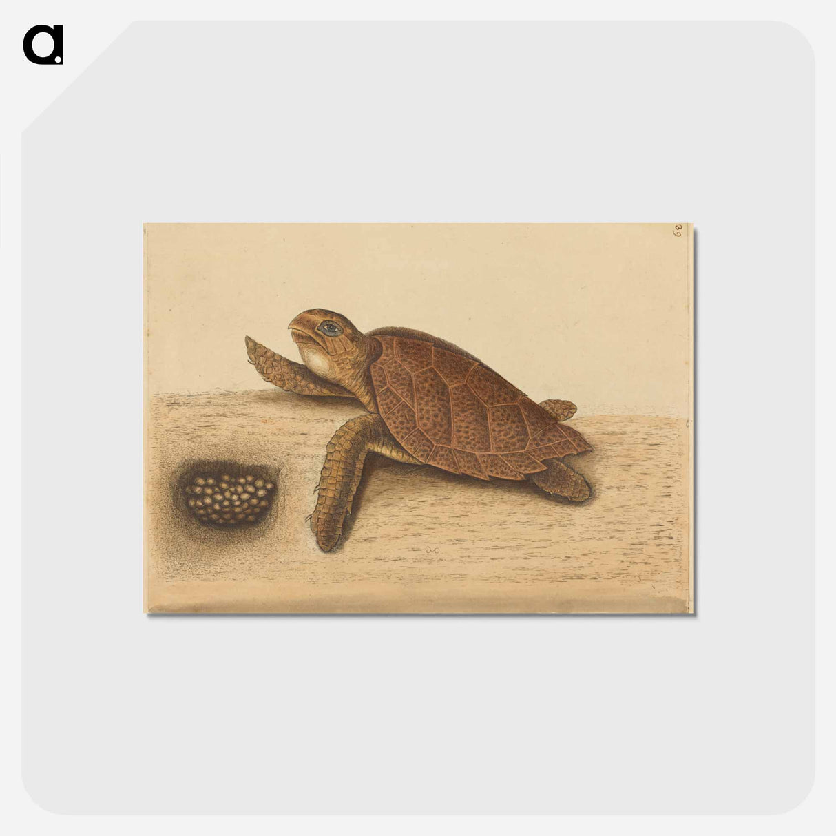 アートポストカード-Hawks-bill Turtle
- マーク ケイツビー Postcard.