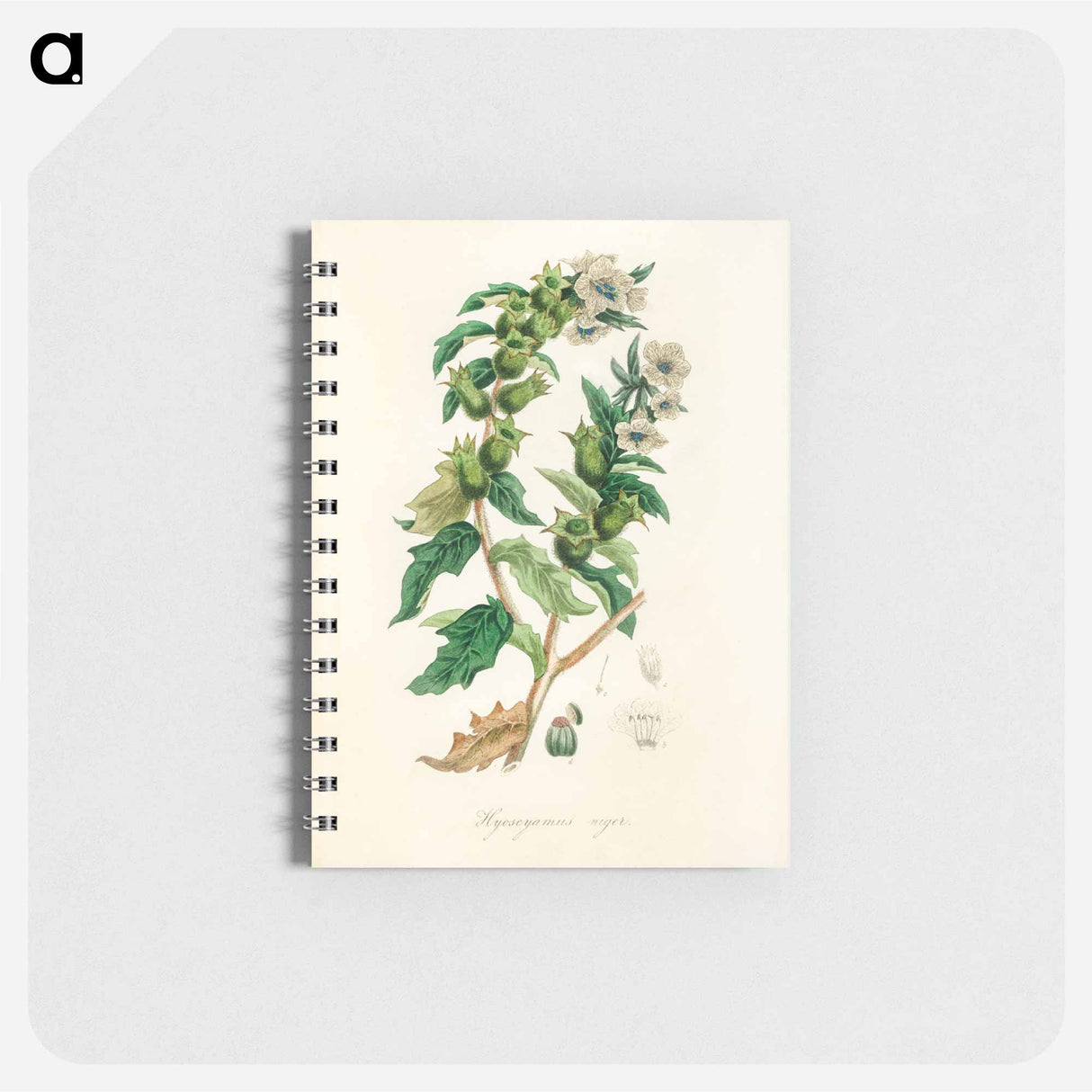 アートメモ帳-Henbane Illustration
- 薬用植物学 Memo.