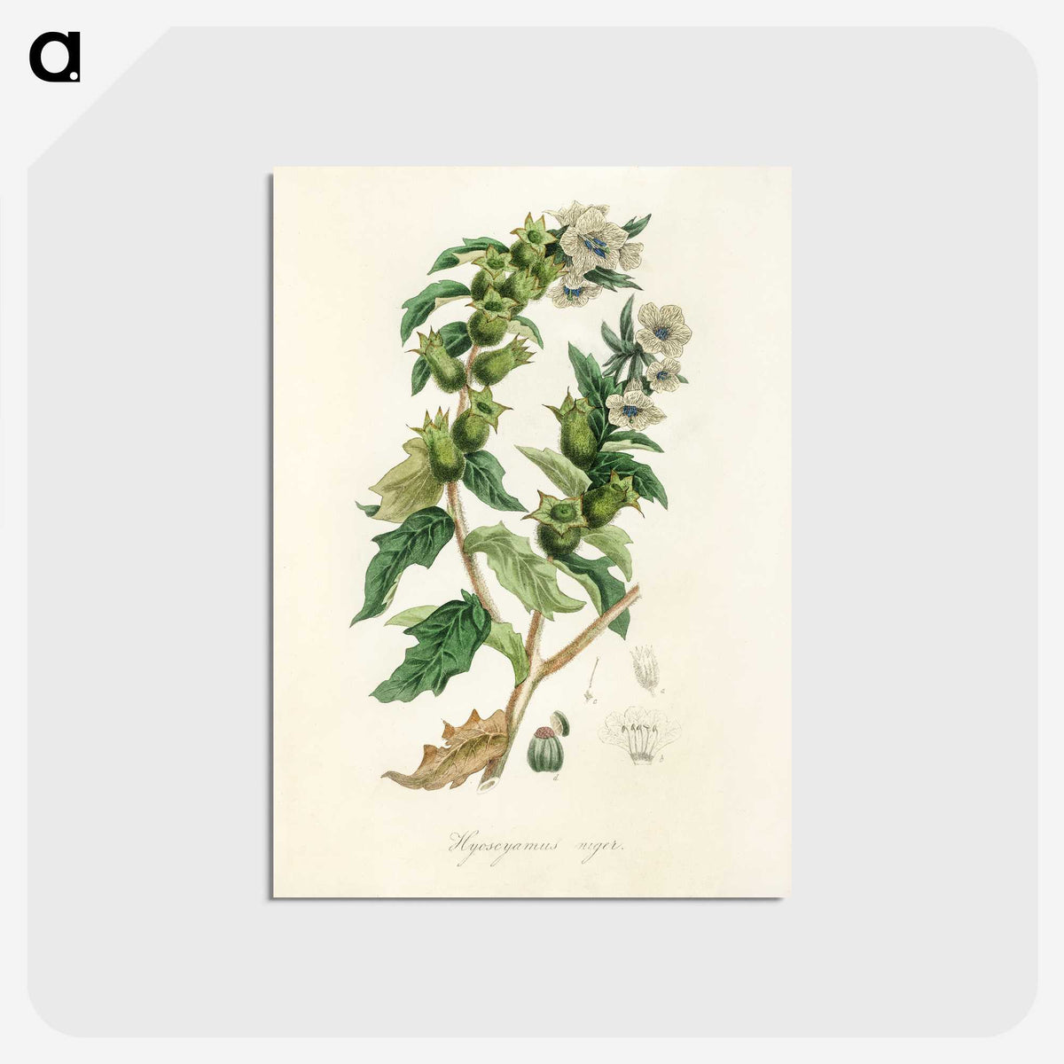1-94_Medical-Botany_postcard