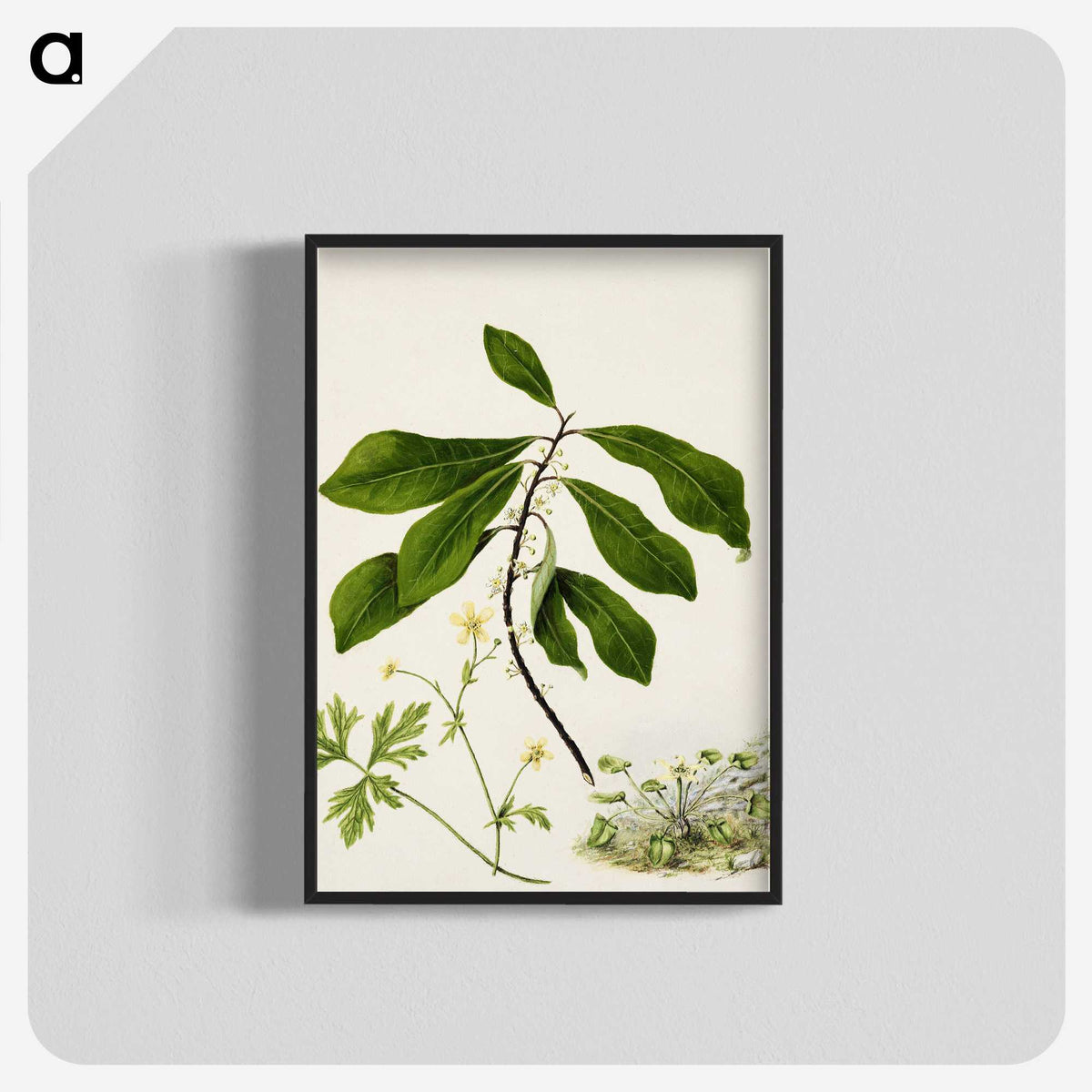1-94_Native-Flowering-Plants-of-New-Zealand_blk-crop