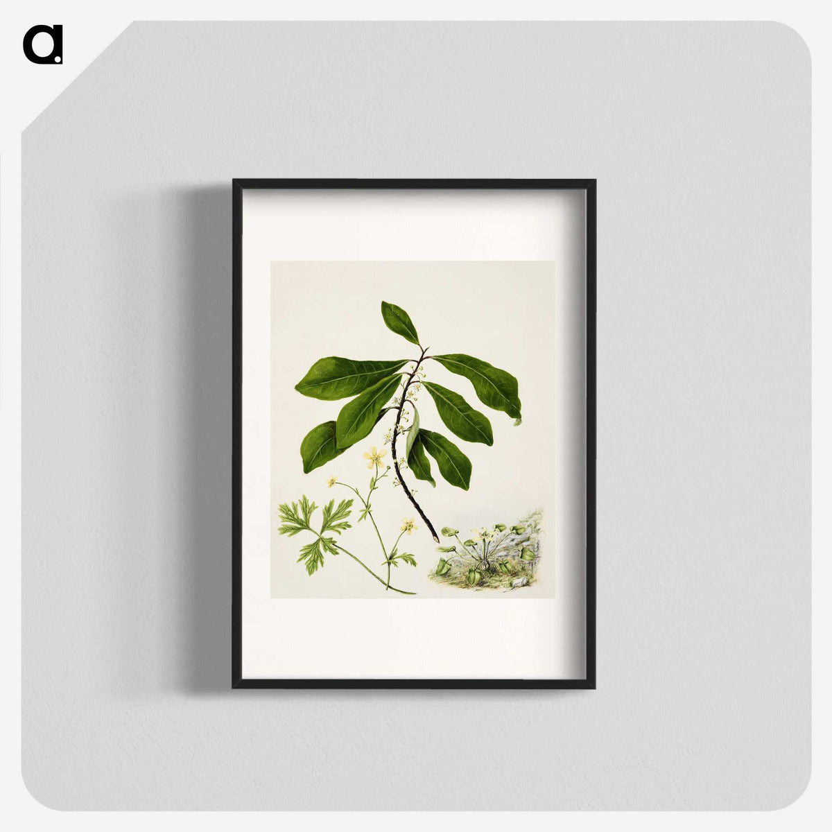 1-94_Native-Flowering-Plants-of-New-Zealand_blk