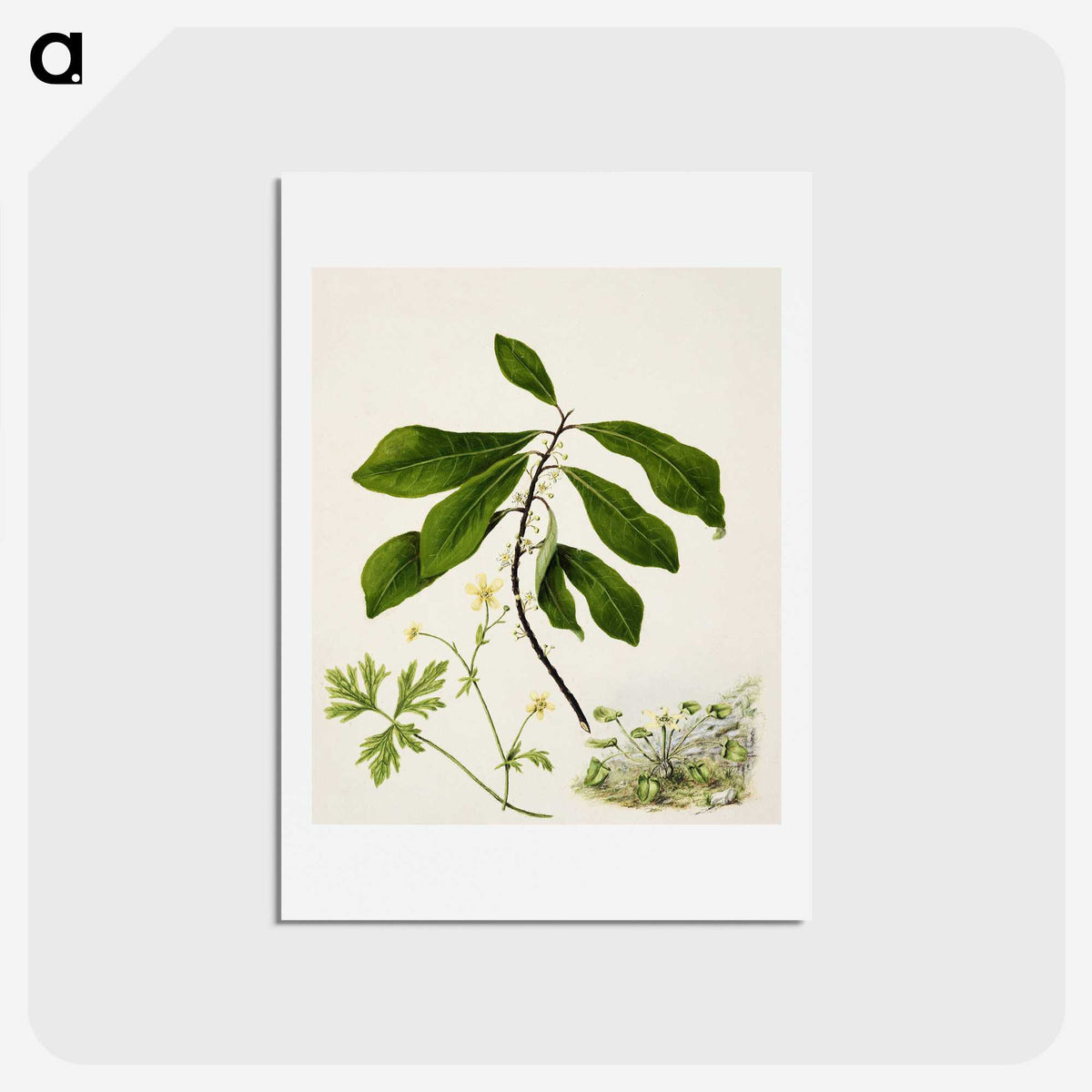 1-94_Native-Flowering-Plants-of-New-Zealand_hagaki
