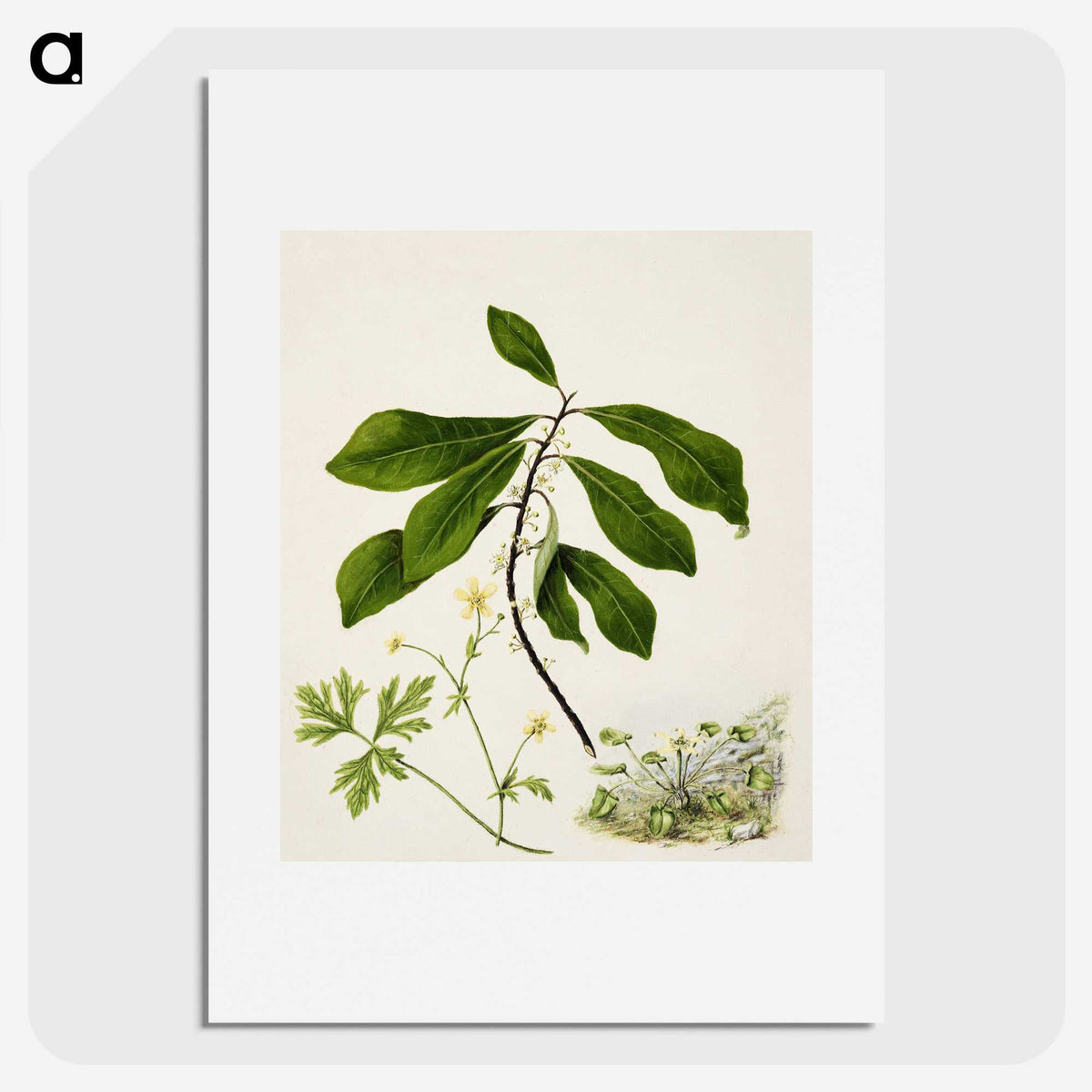 1-94_Native-Flowering-Plants-of-New-Zealand_picture