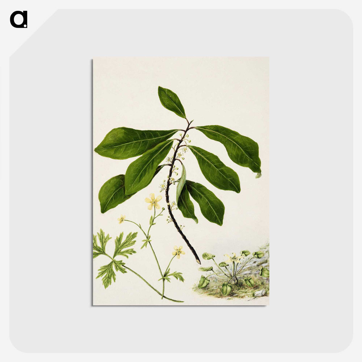 1-94_Native-Flowering-Plants-of-New-Zealand_postcard