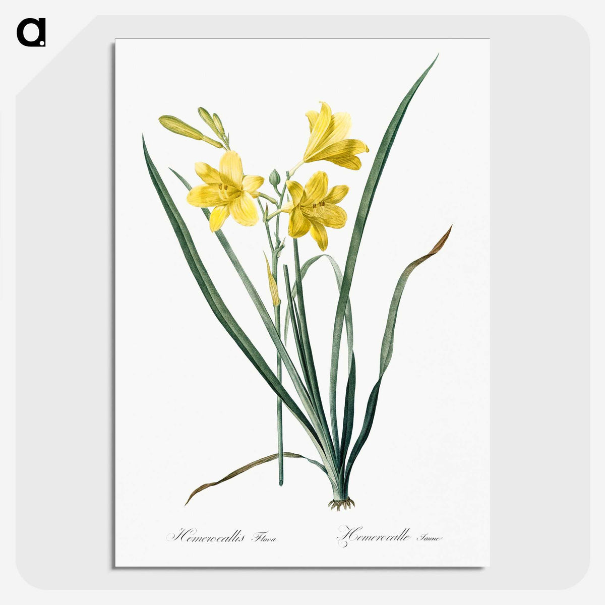 1-94_The-Lilies_picture-crop