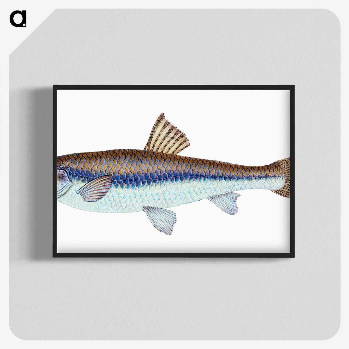 1-94_The-Natural-History-of-British-Fishes_blk-crop