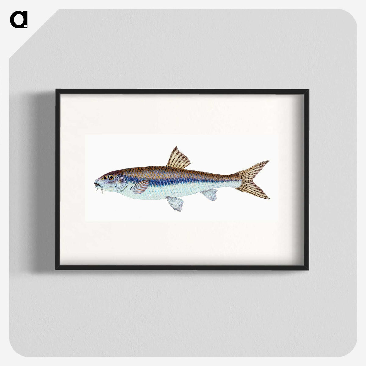 1-94_The-Natural-History-of-British-Fishes_blk