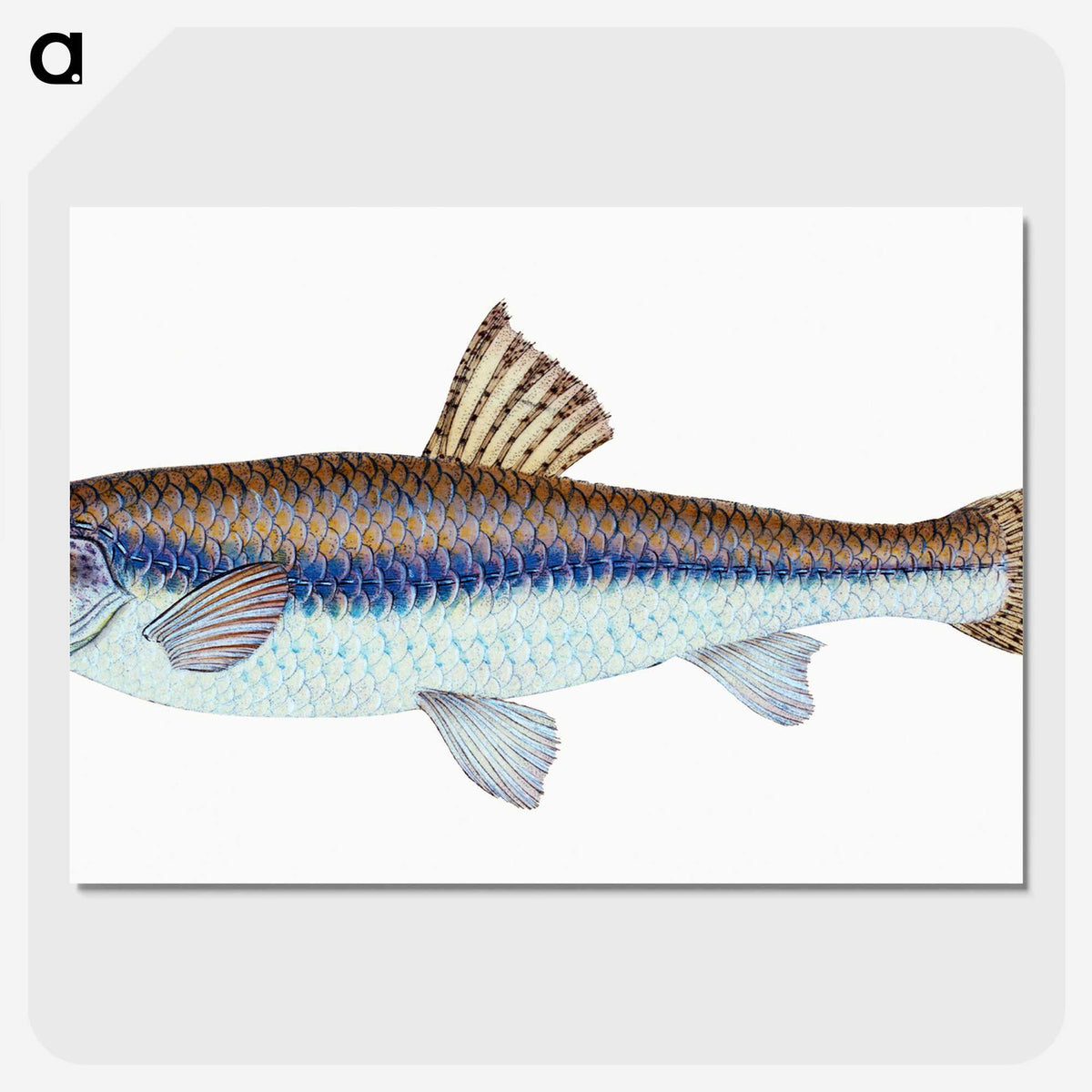 1-94_The-Natural-History-of-British-Fishes_picture-crop