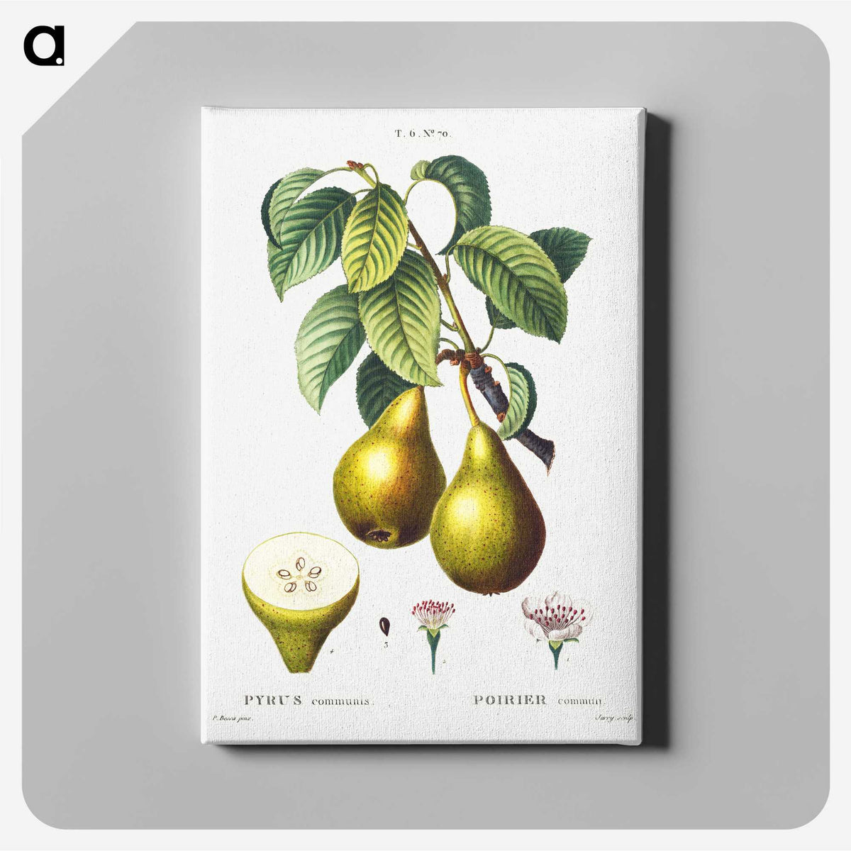 1-94_Treatise-on-Trees-and-Shrubs_canvas