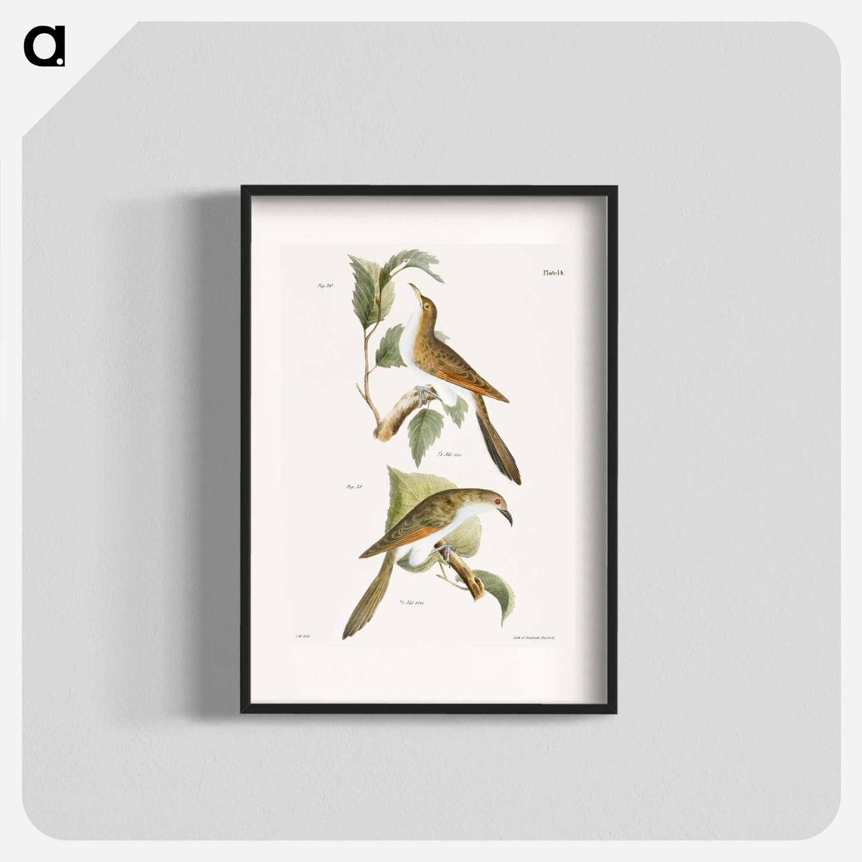 The Yellow-billed Cuckoo (Coccyzus americanus) 31. The Black-billed Cuckoo (Coccyzus erythrophthalmus) - ニューヨークの動物学 Poster.