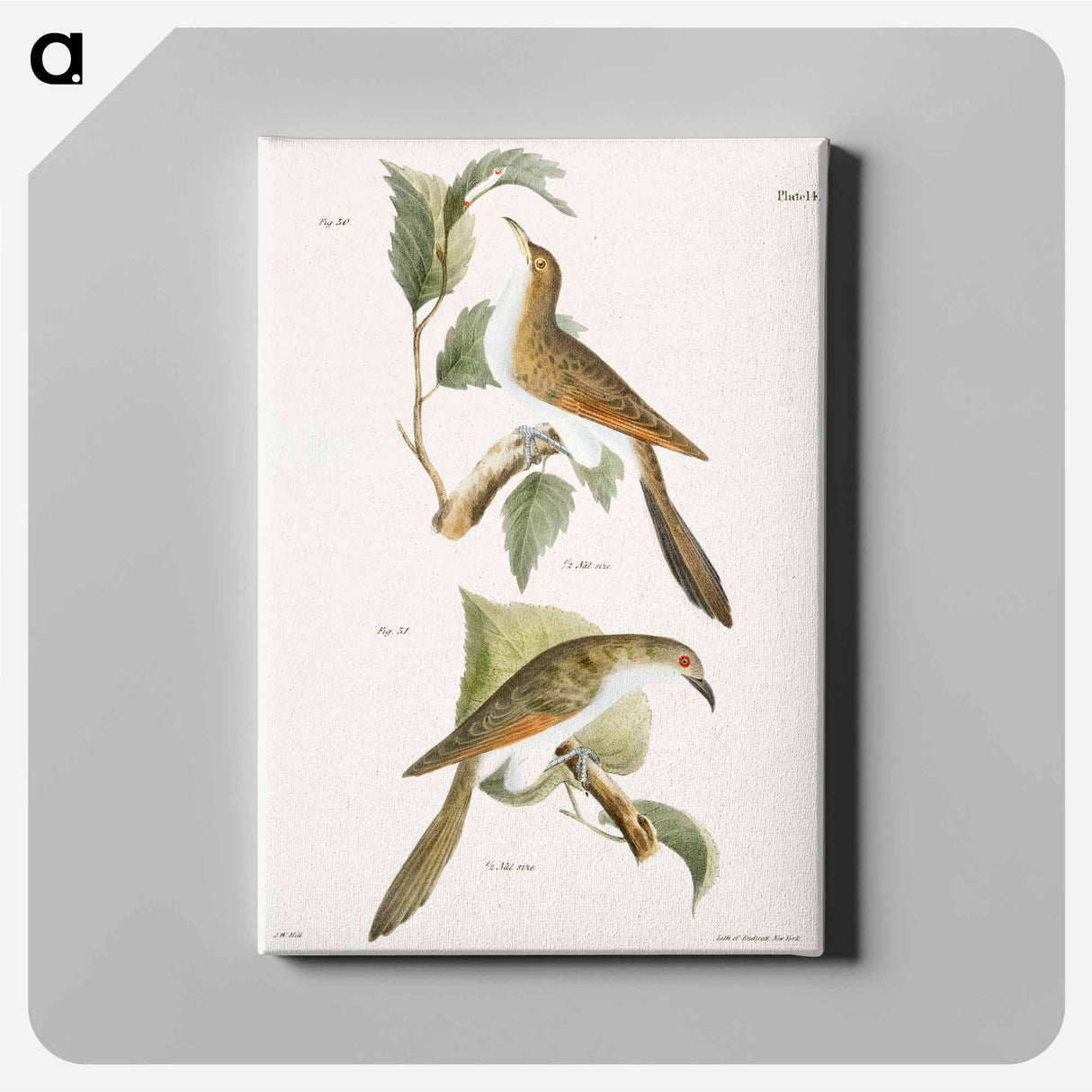 The Yellow-billed Cuckoo (Coccyzus americanus) 31. The Black-billed Cuckoo (Coccyzus erythrophthalmus) - ニューヨークの動物学 Canvas.