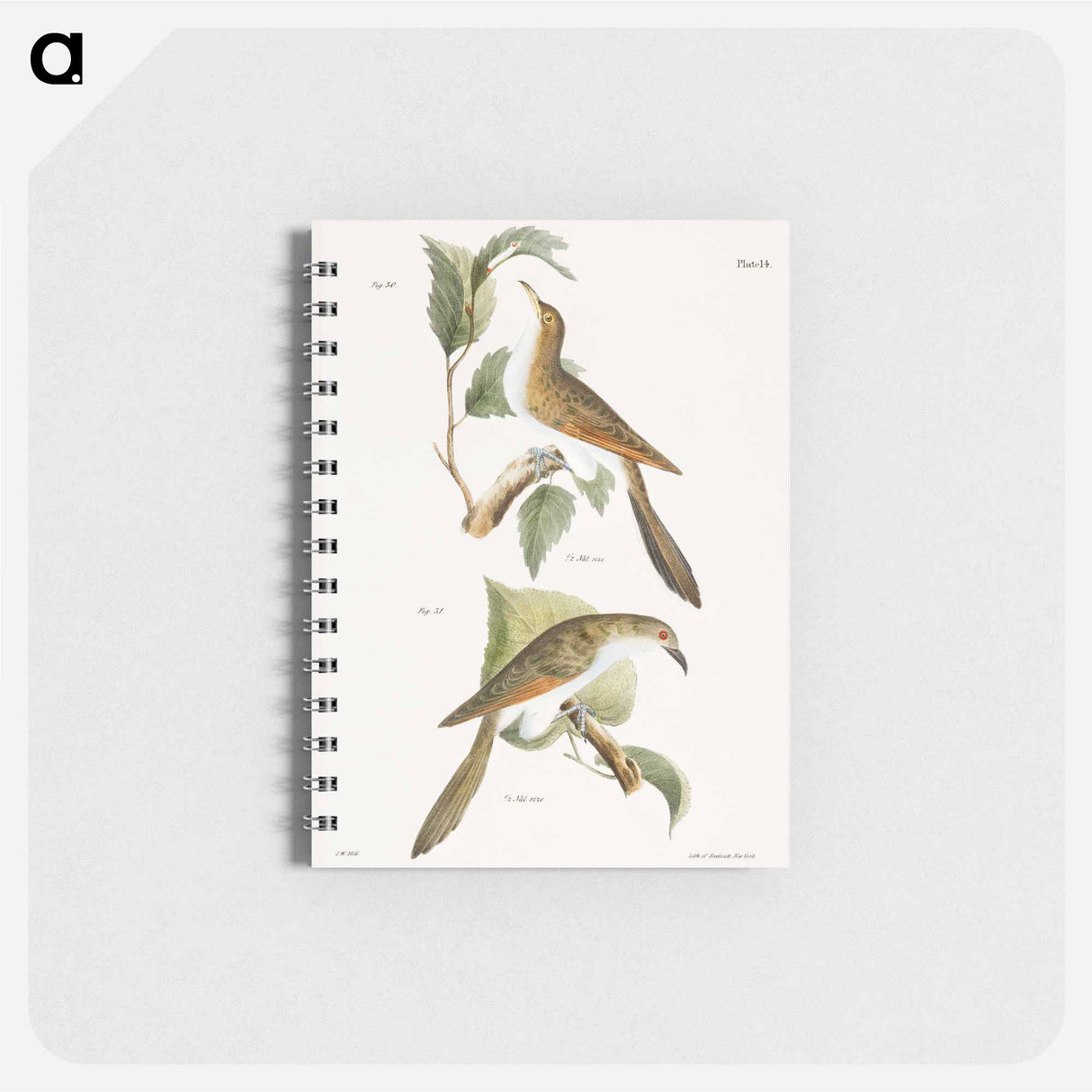 The Yellow-billed Cuckoo (Coccyzus americanus) 31. The Black-billed Cuckoo (Coccyzus erythrophthalmus) - ニューヨークの動物学 Memo.