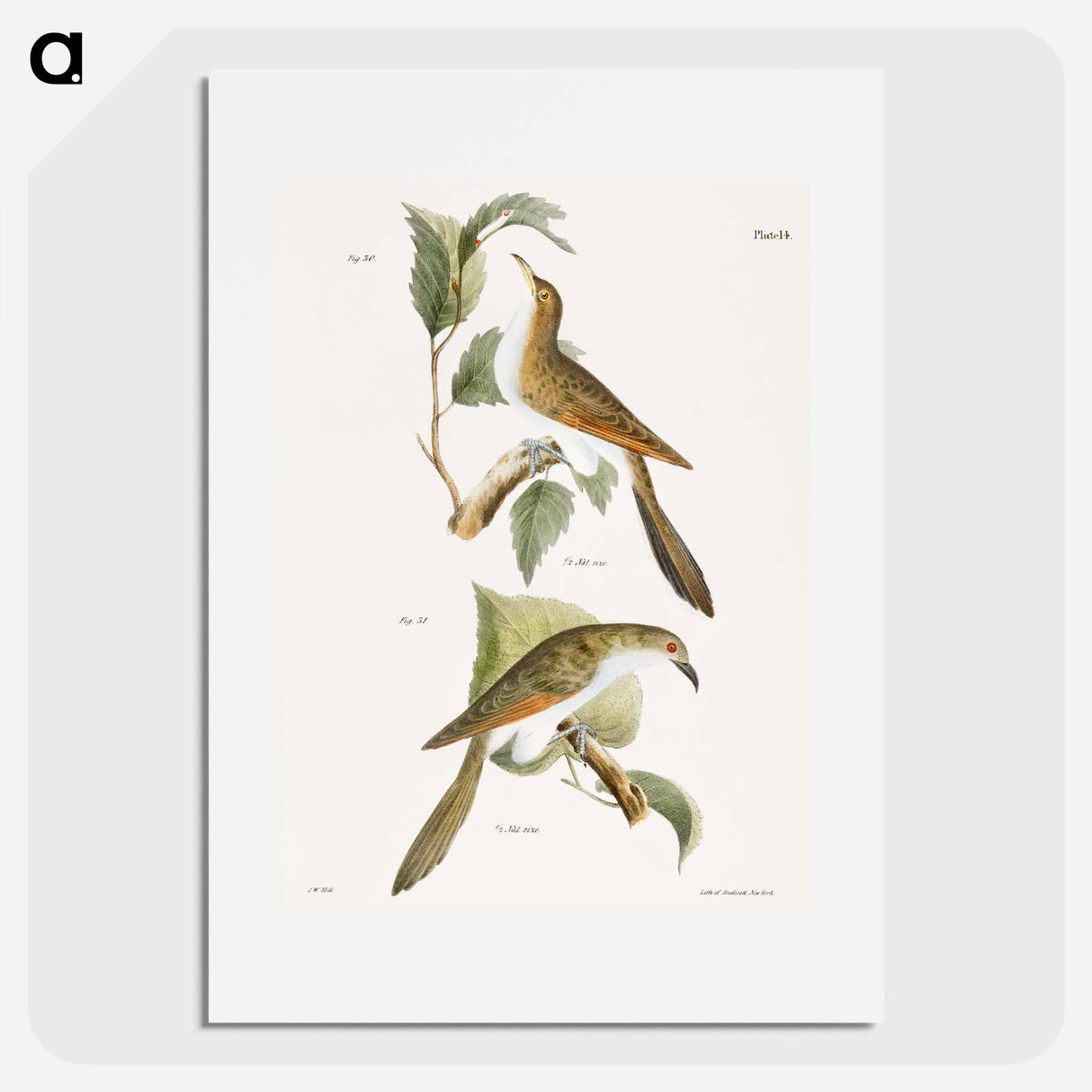 The Yellow-billed Cuckoo (Coccyzus americanus) 31. The Black-billed Cuckoo (Coccyzus erythrophthalmus) - ニューヨークの動物学 Poster.