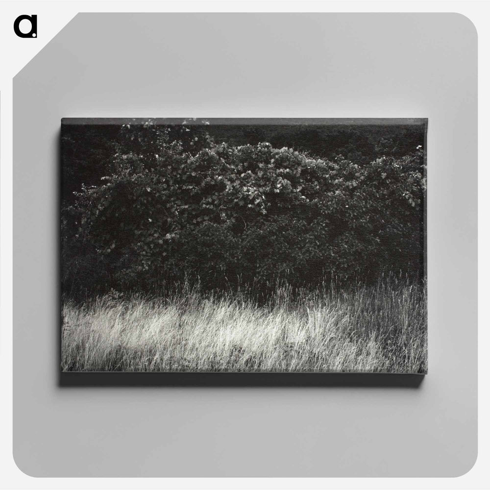Hedge and Grasses–Lake George - アルフレッド スティーグリッツ Canvas.