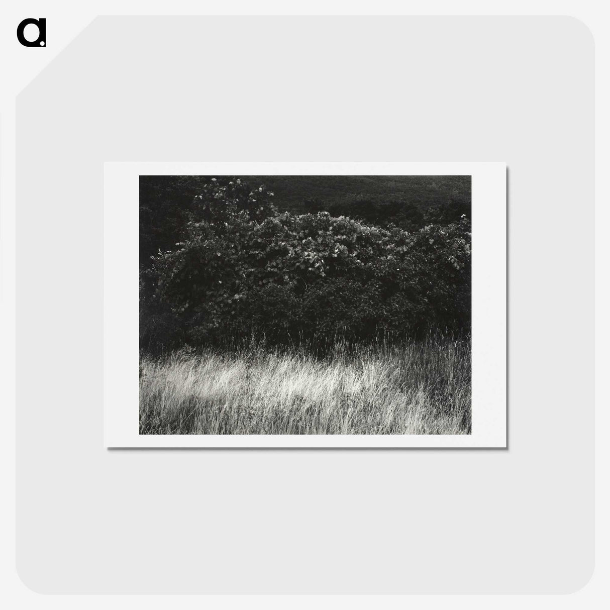 1-95_Alfred-Stieglitz_hagaki
