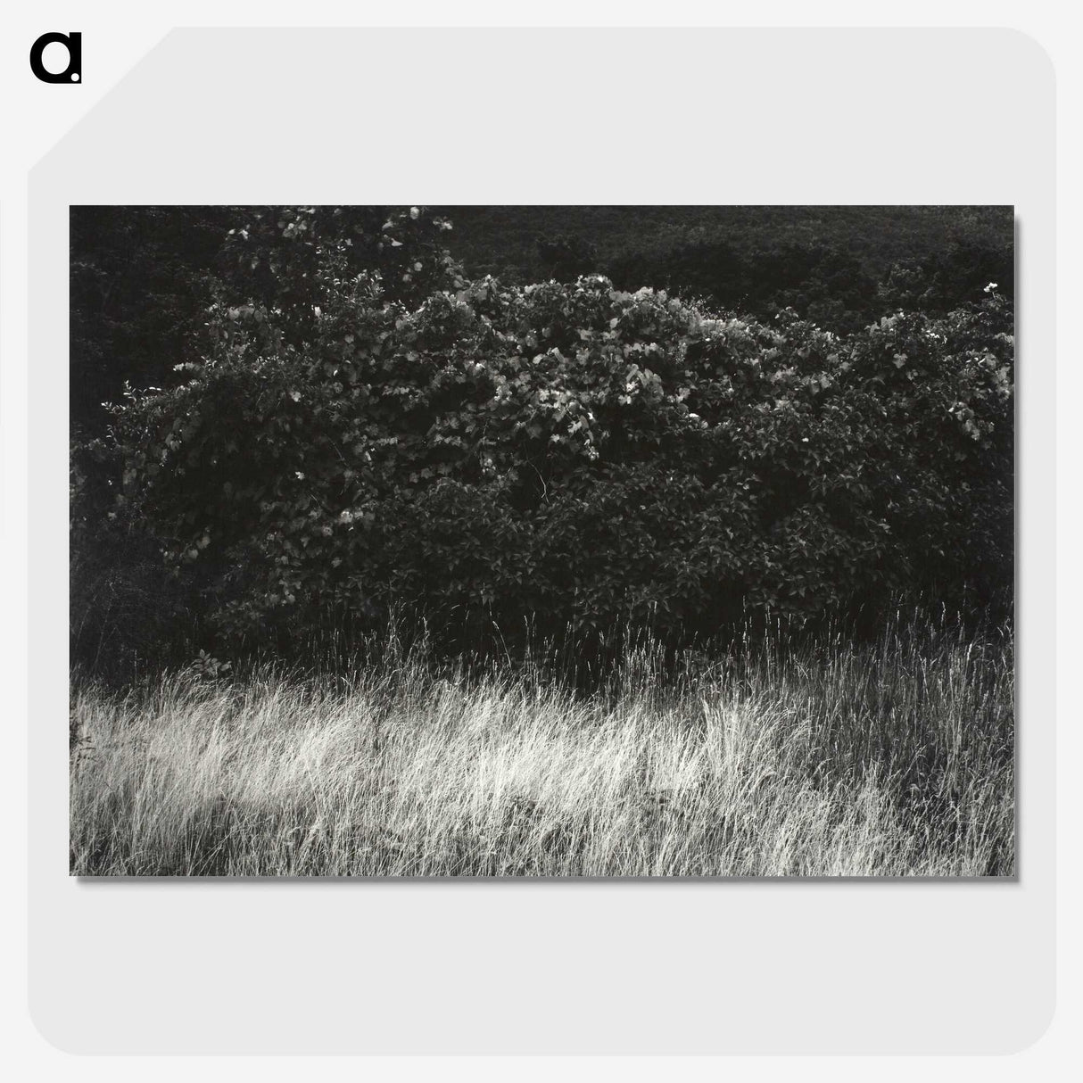 1-95_Alfred-Stieglitz_picture-crop