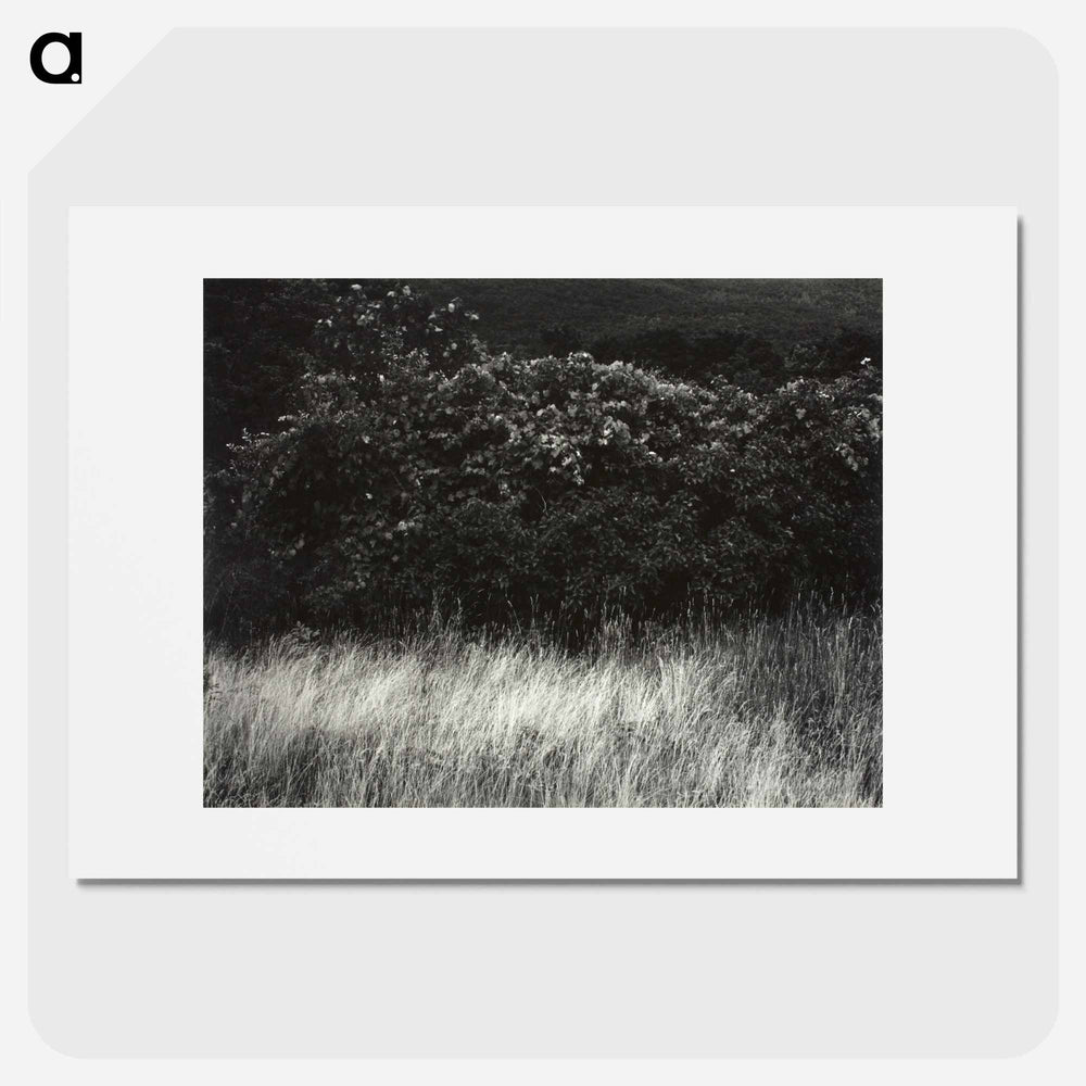 Hedge and Grasses–Lake George - アルフレッド スティーグリッツ Poster.