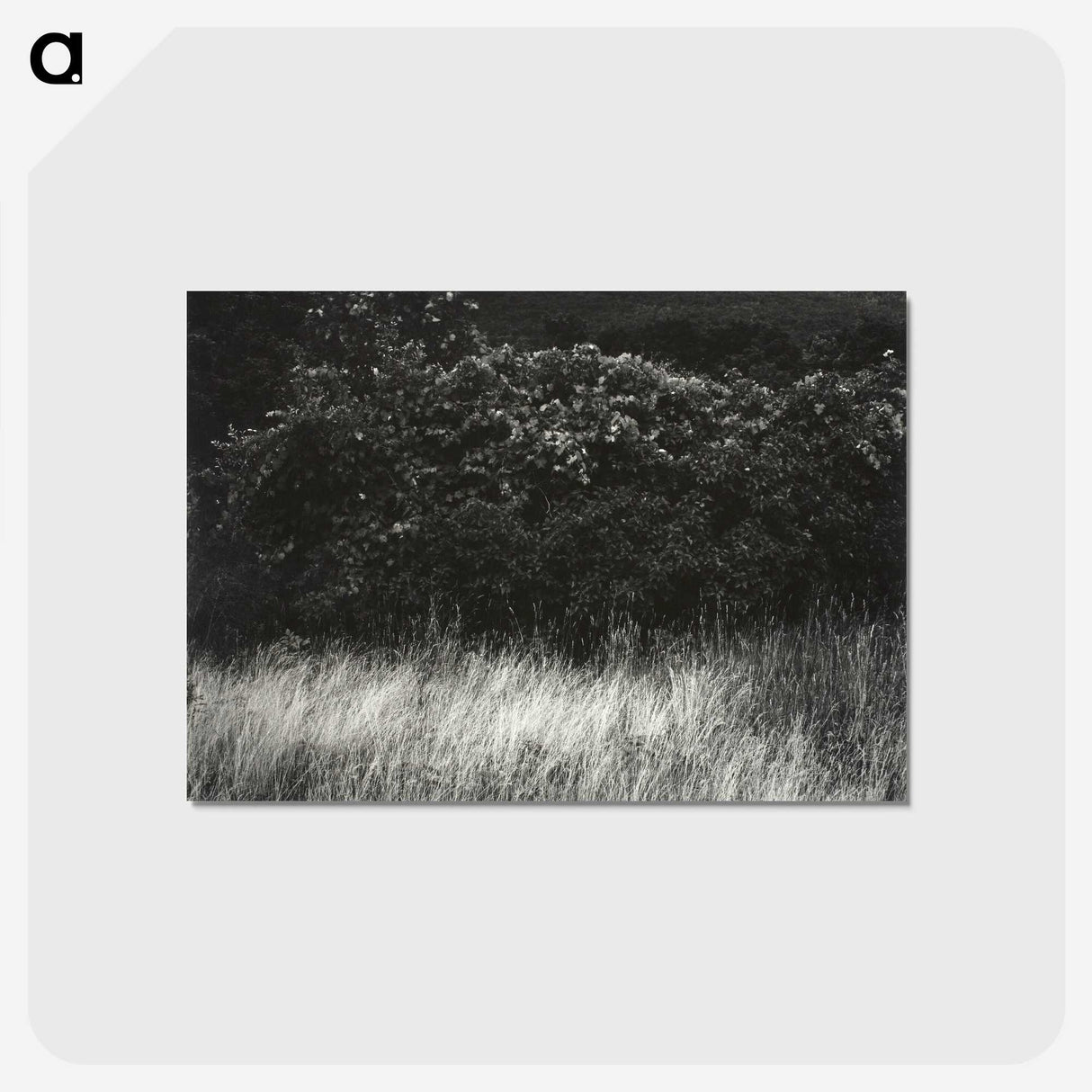 1-95_Alfred-Stieglitz_postcard