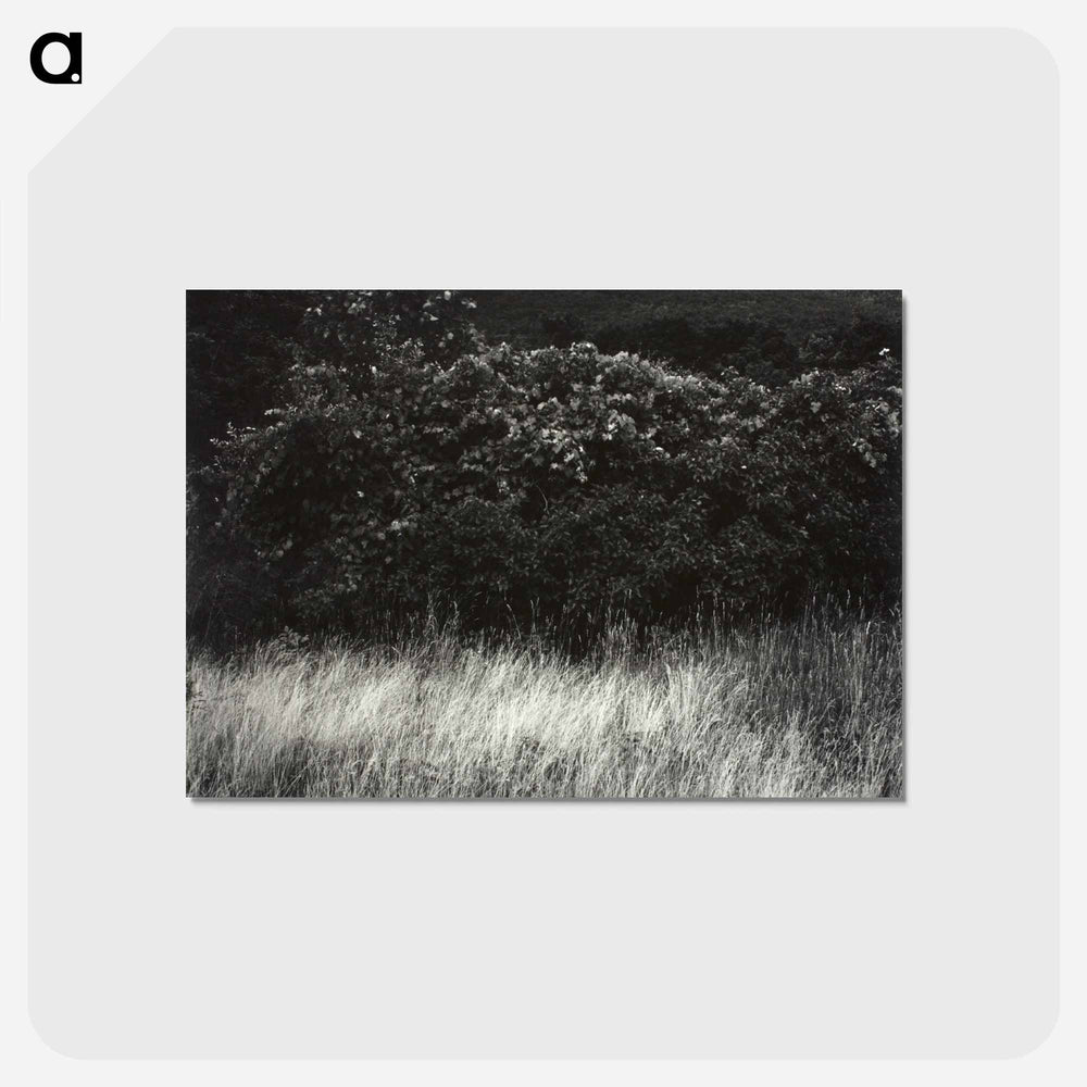 Hedge and Grasses–Lake George - アルフレッド スティーグリッツ Postcard.