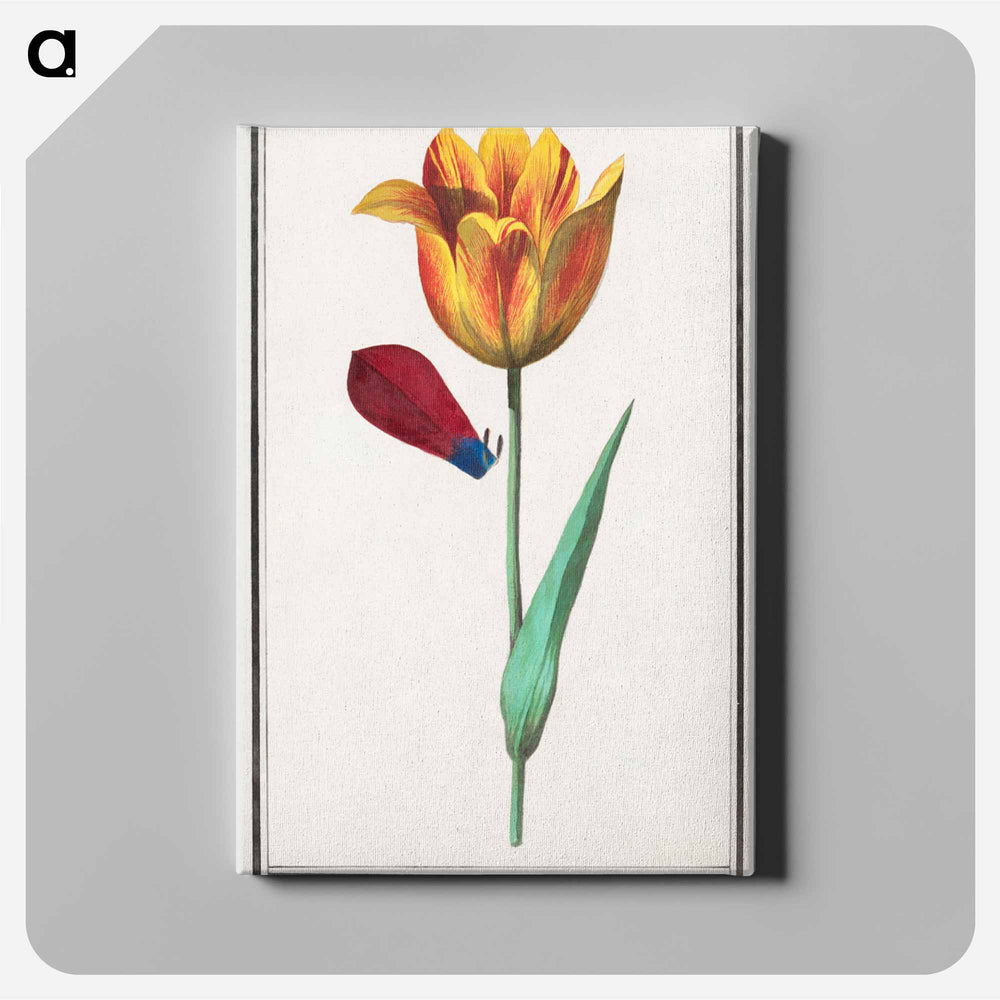 Tulip - アンセルムス ボエティウス デ ブート Canvas.