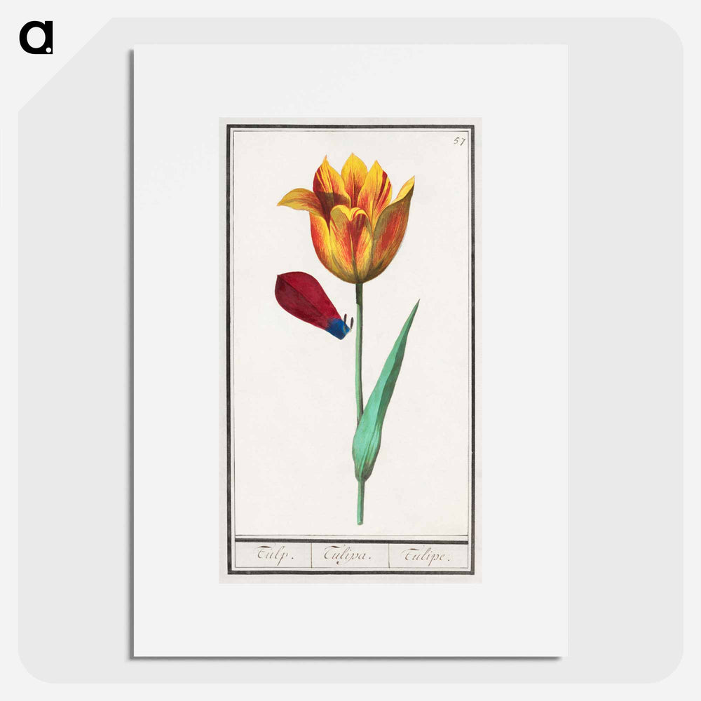 Tulip - アンセルムス ボエティウス デ ブート Poster.