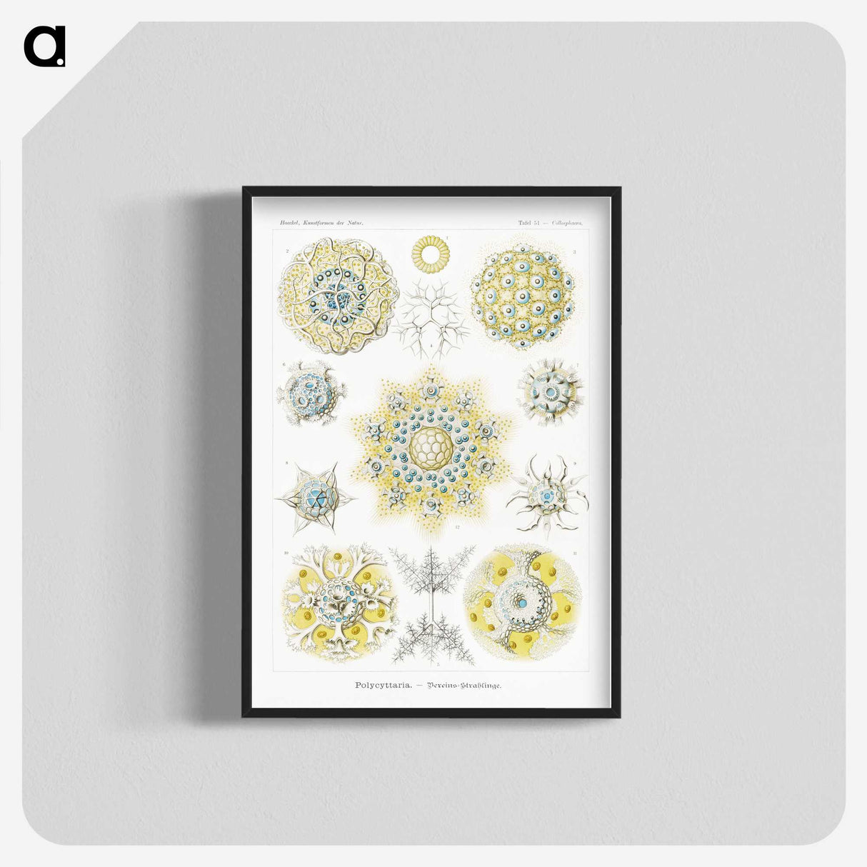 1-95_Ernst-Haeckel_blk-crop