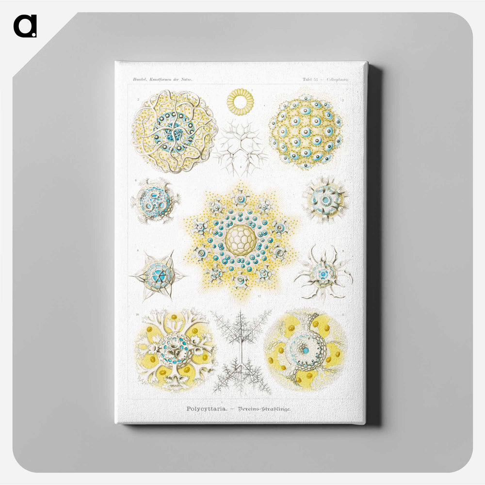 Polycyttaria–Vereins-Strahlinge from Kunstformen der Natur - エルンスト ヘッケル Canvas.