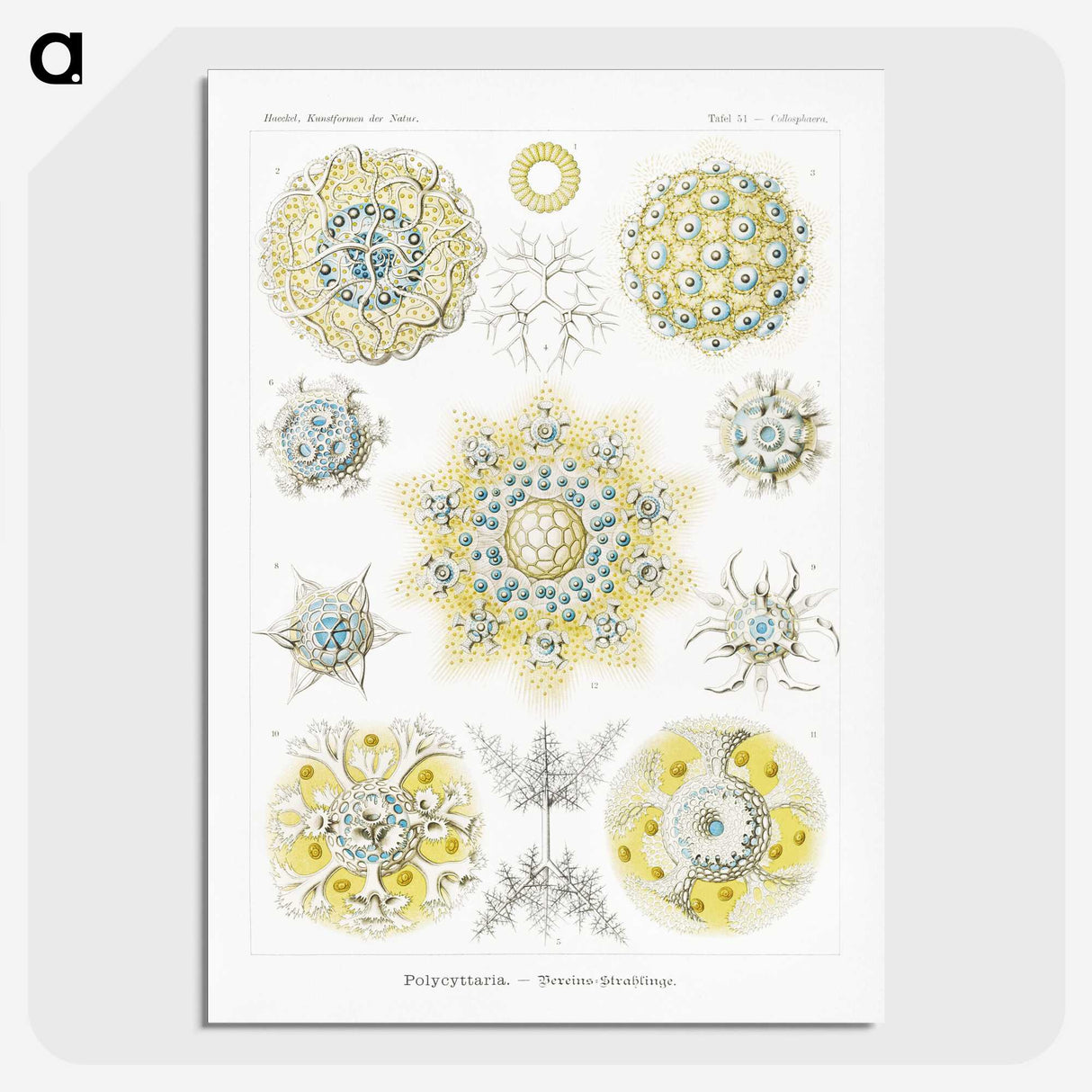 1-95_Ernst-Haeckel_picture-crop