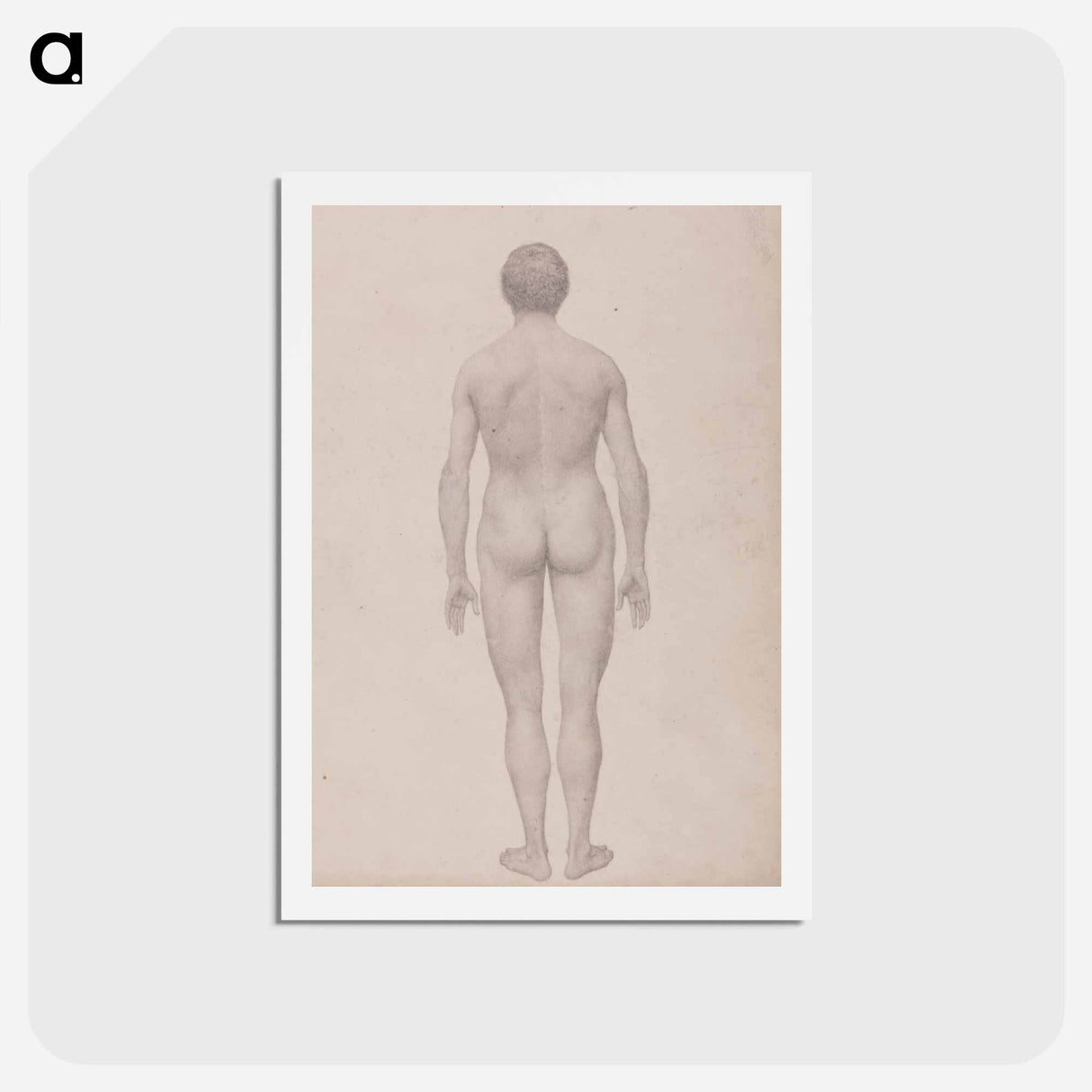 アートポストカード-Human Figure, Posterior View
- ジョージ スタッブス Postcard.