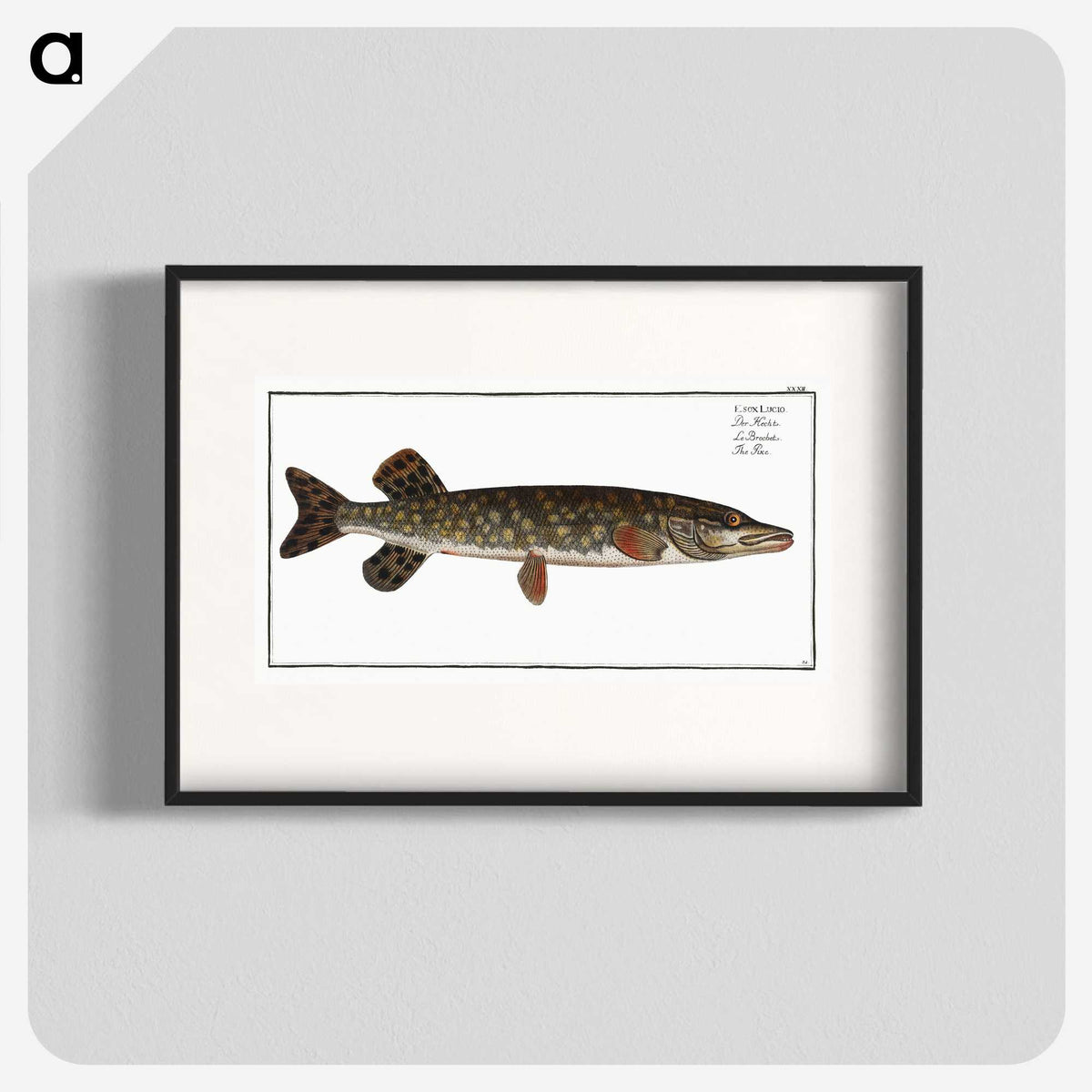 1-95_Ichtyologie-ou-Histoire-naturelle_blk