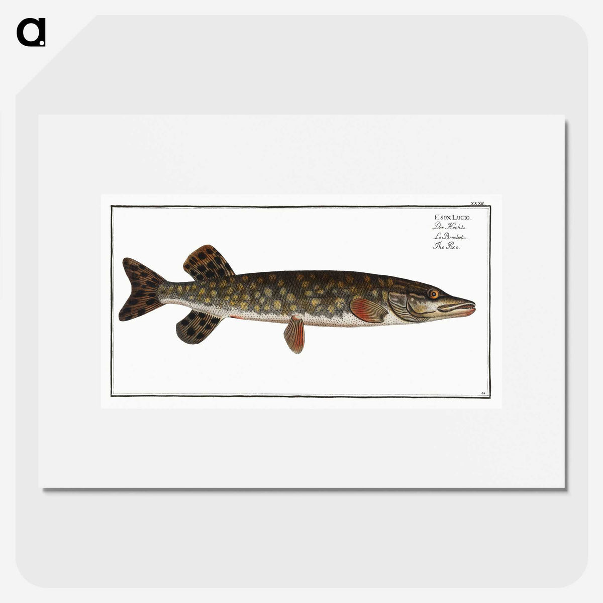 1-95_Ichtyologie-ou-Histoire-naturelle_picture