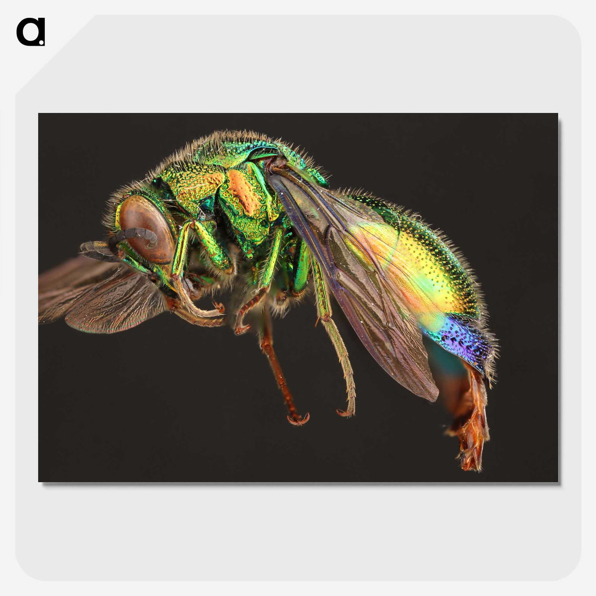 1-95_Insects-Unlocked-Project_picture-crop