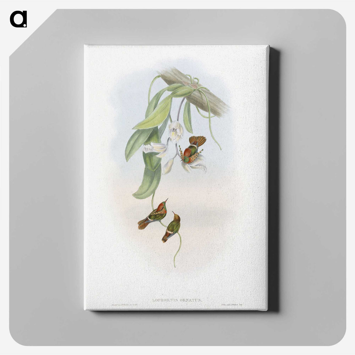 1-95_John-Gould_canvas