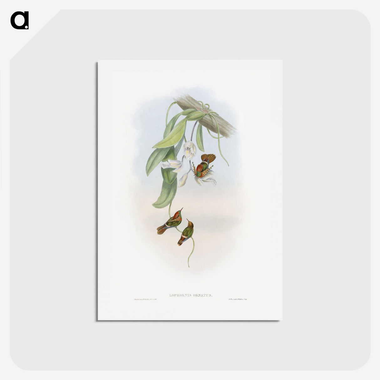 1-95_John-Gould_hagaki