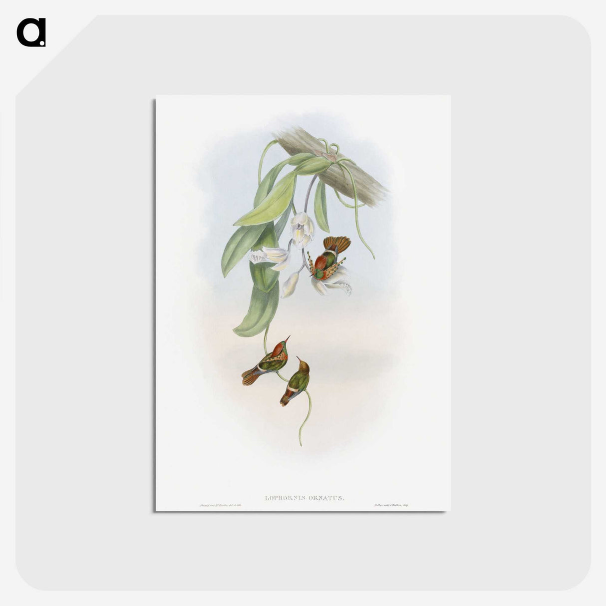 1-95_John-Gould_postcard