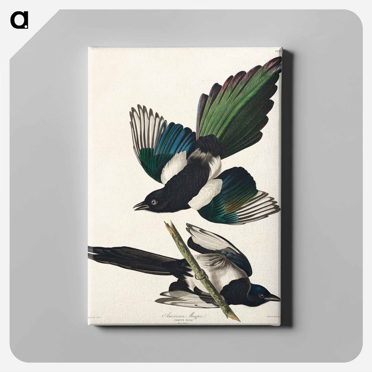 アートパネル-American Magpie
- ジョン ジェームス オーデュボン Canvas.