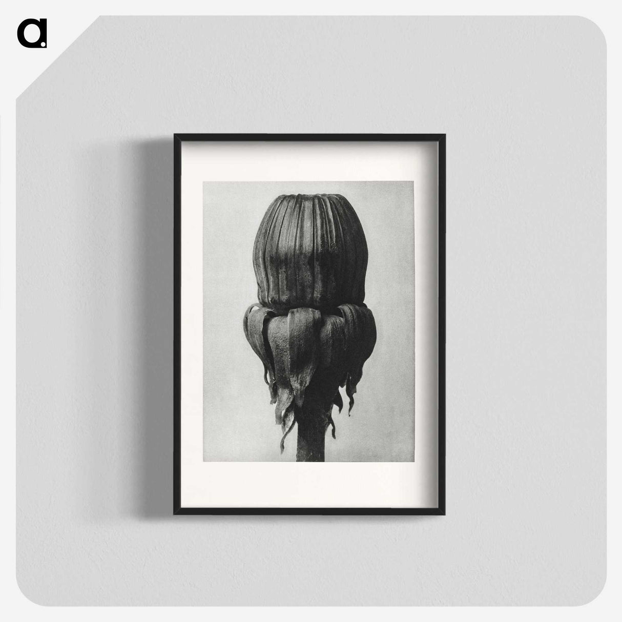 1-95_Karl-Blossfeldt_blk