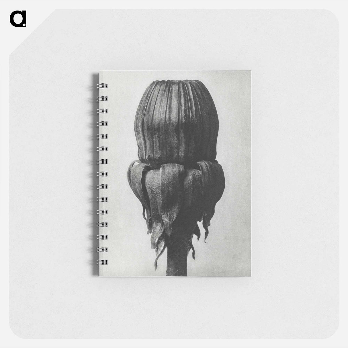 Taraxacum Officinale (Common Dandelion) - カール ブロスフェルト Memo.