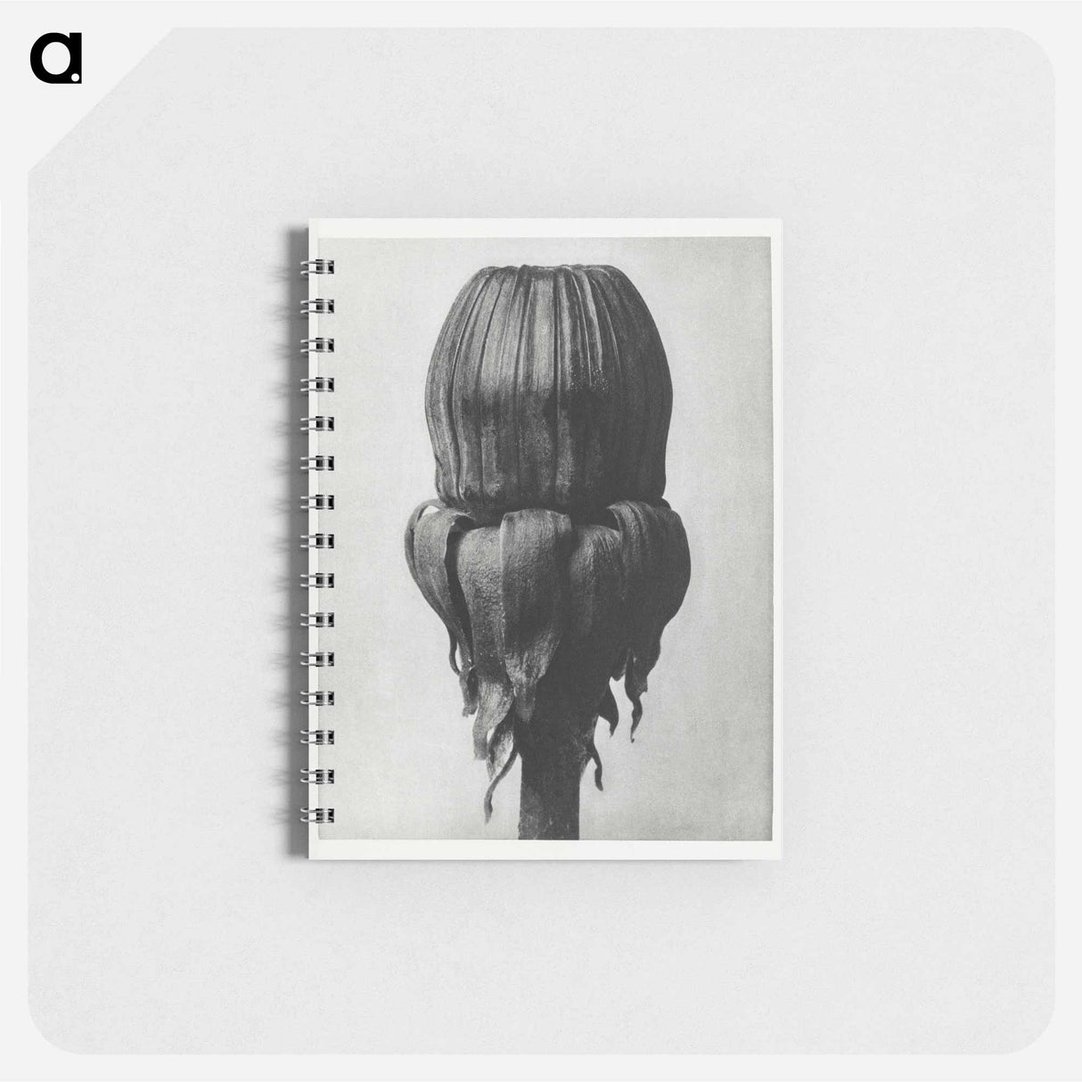 Taraxacum Officinale (Common Dandelion) - カール ブロスフェルト Memo.