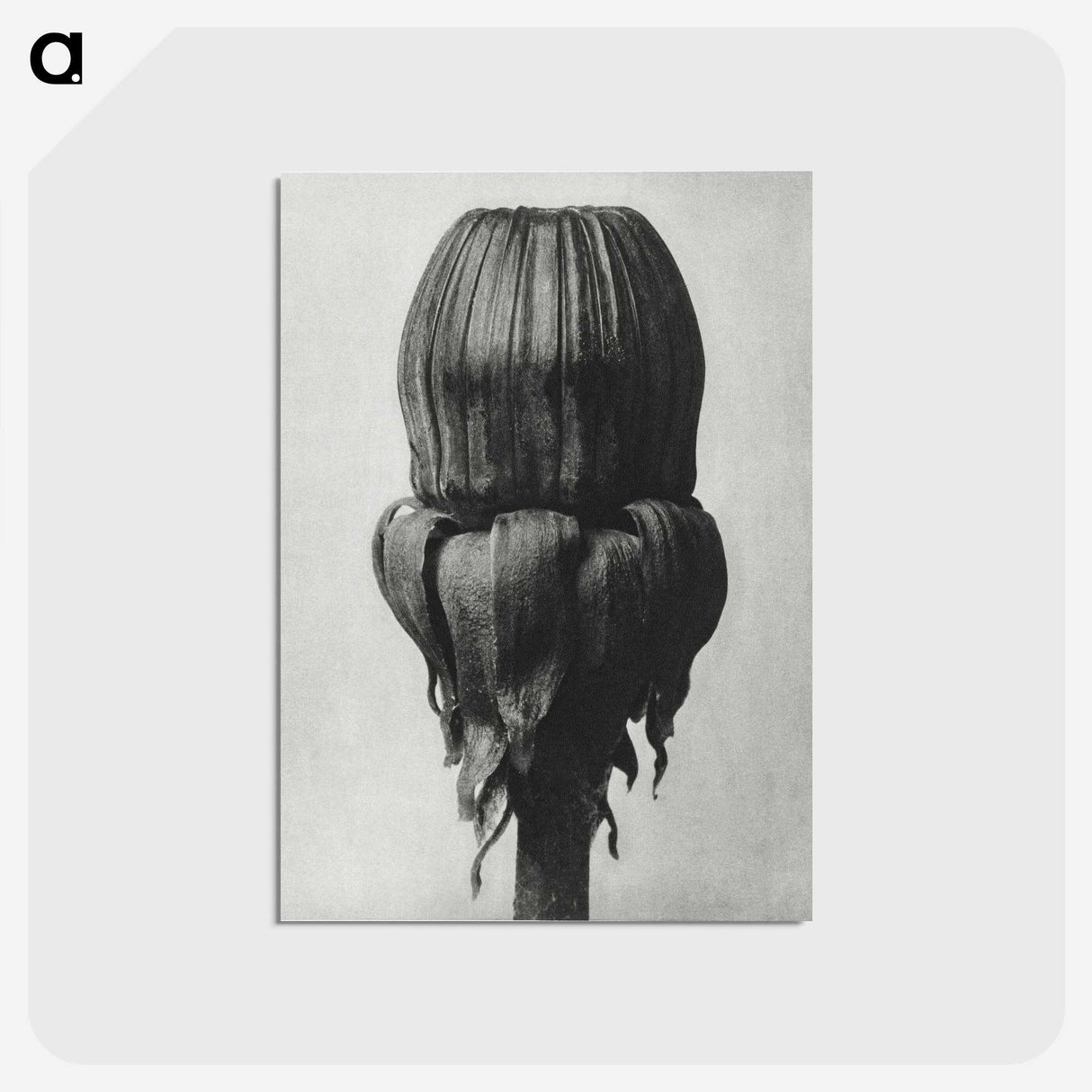 1-95_Karl-Blossfeldt_postcard